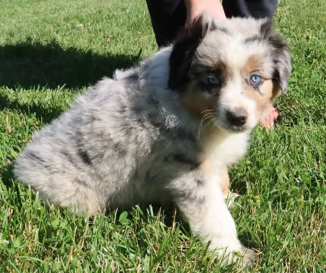 Australian Shepherd Puppies media 3