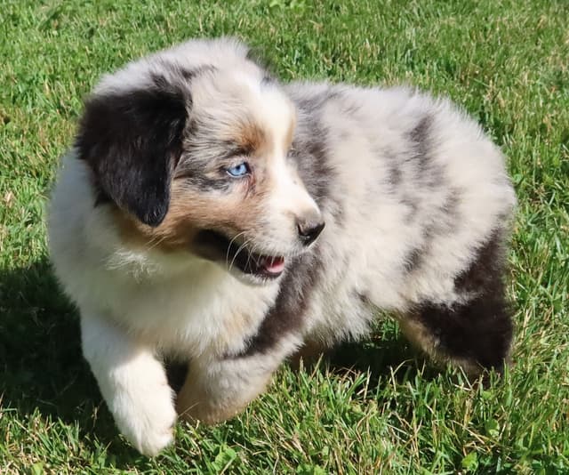 Australian Shepherd Puppies media 4