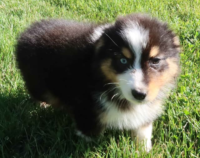 Australian Shepherd Puppies media 5