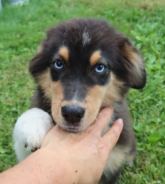 Australian Shepherd Puppies media 9