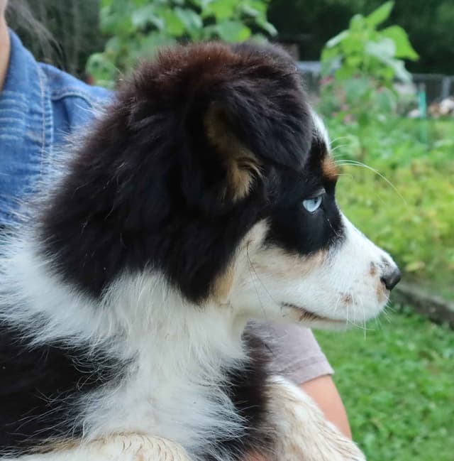 Australian Shepherd Puppies media 10