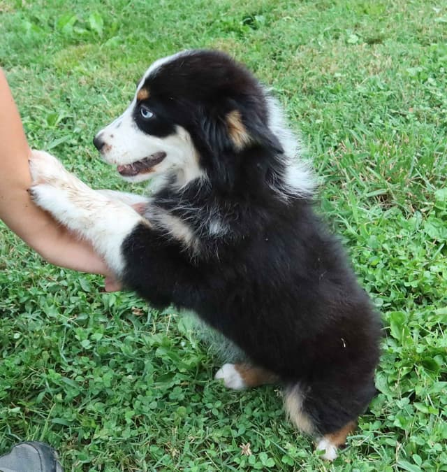 Australian Shepherd Puppies media 12