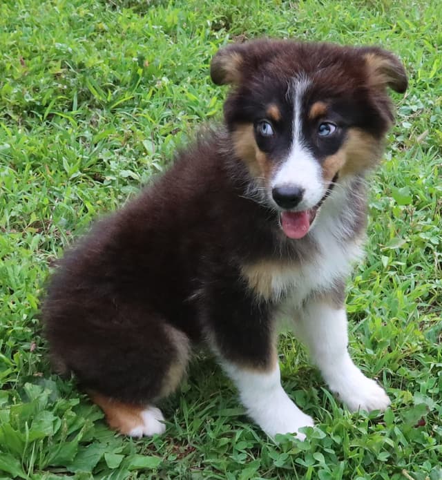 Australian Shepherd Puppies media 13