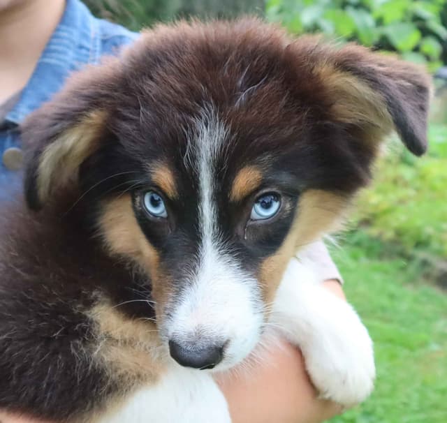 Australian Shepherd Puppies media 14