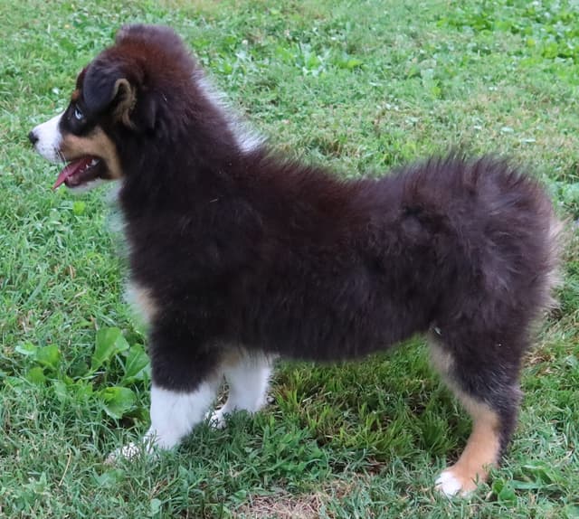 Australian Shepherd Puppies media 15