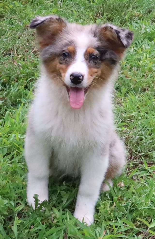 Australian Shepherd Puppies media 16