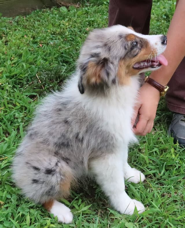 Australian Shepherd Puppies media 18