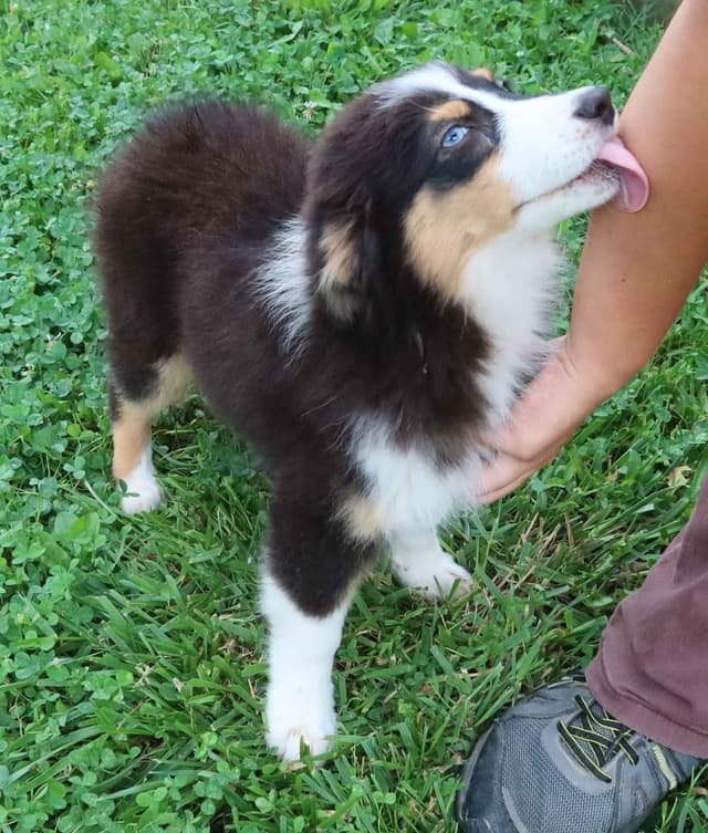 Australian Shepherd Puppies media 20