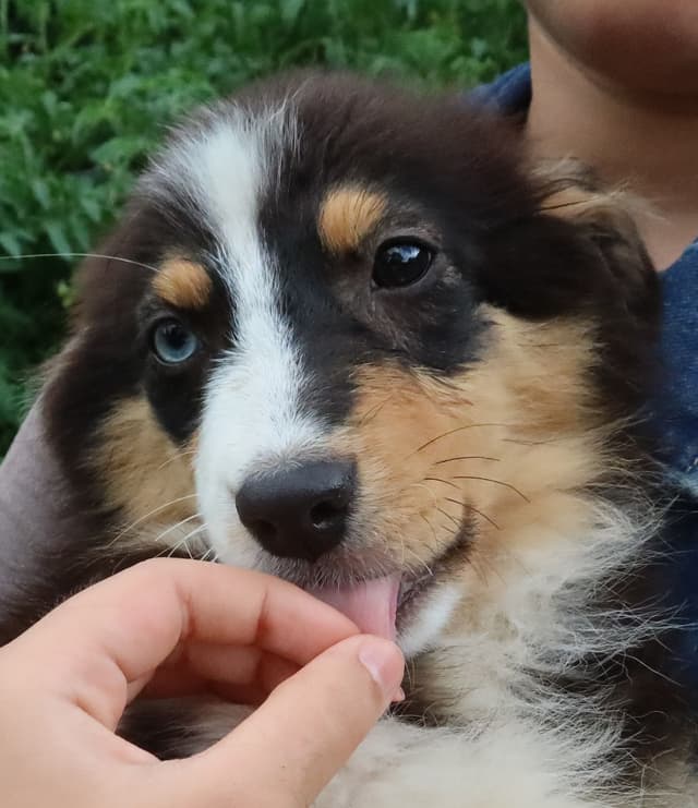 Australian Shepherd Puppies media 21