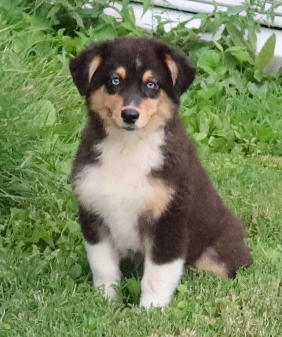 Australian Shepherd Puppies media 22