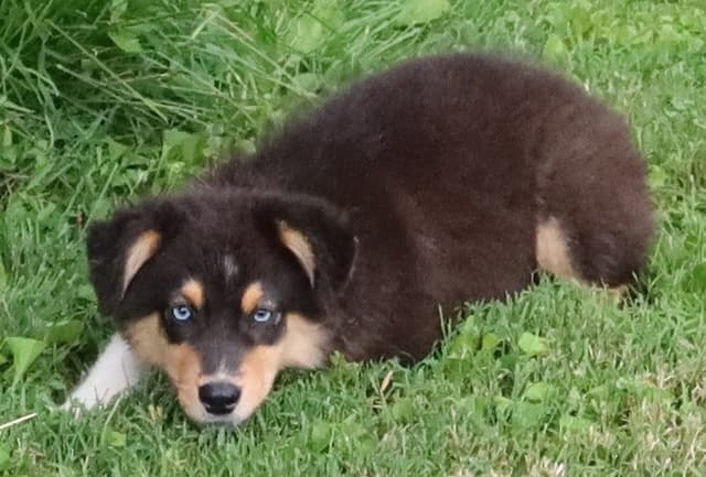 Australian Shepherd Puppies media 23