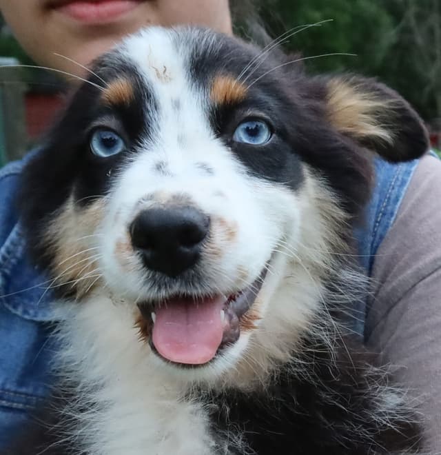 Australian Shepherd Puppies media 24