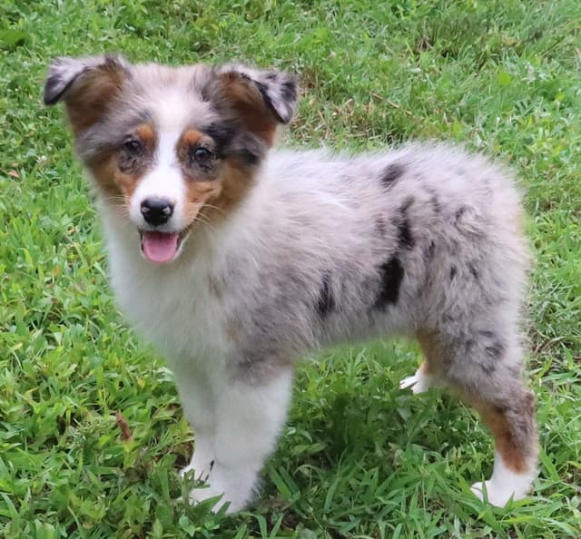 Australian Shepherd Puppies media 27