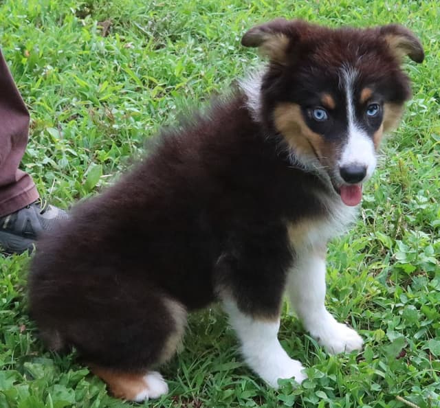 Australian Shepherd Puppies media 28