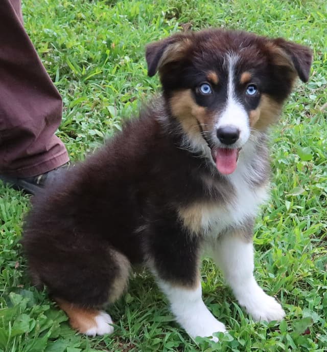 Australian Shepherd Puppies media 29