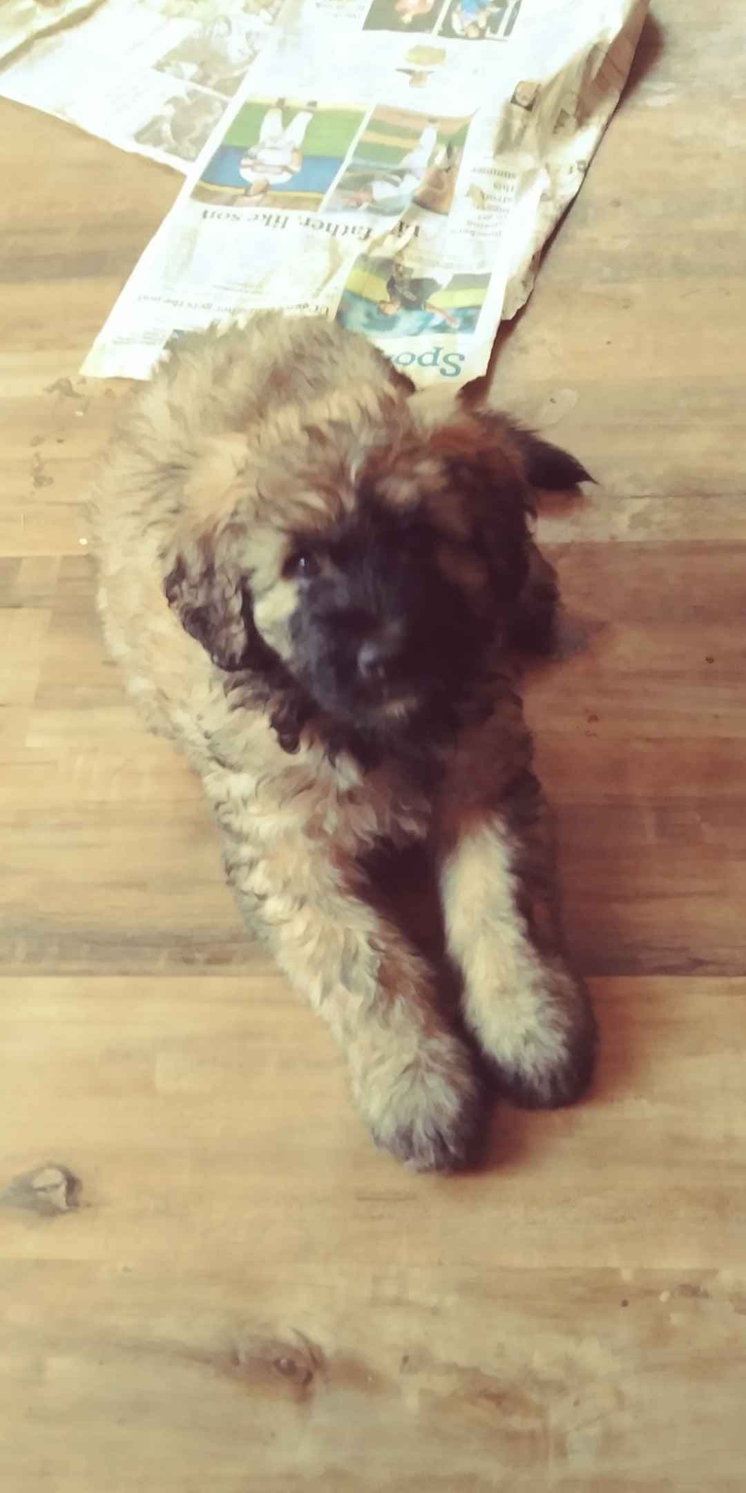 Bouvier des Flandres Puppies breeder image 3