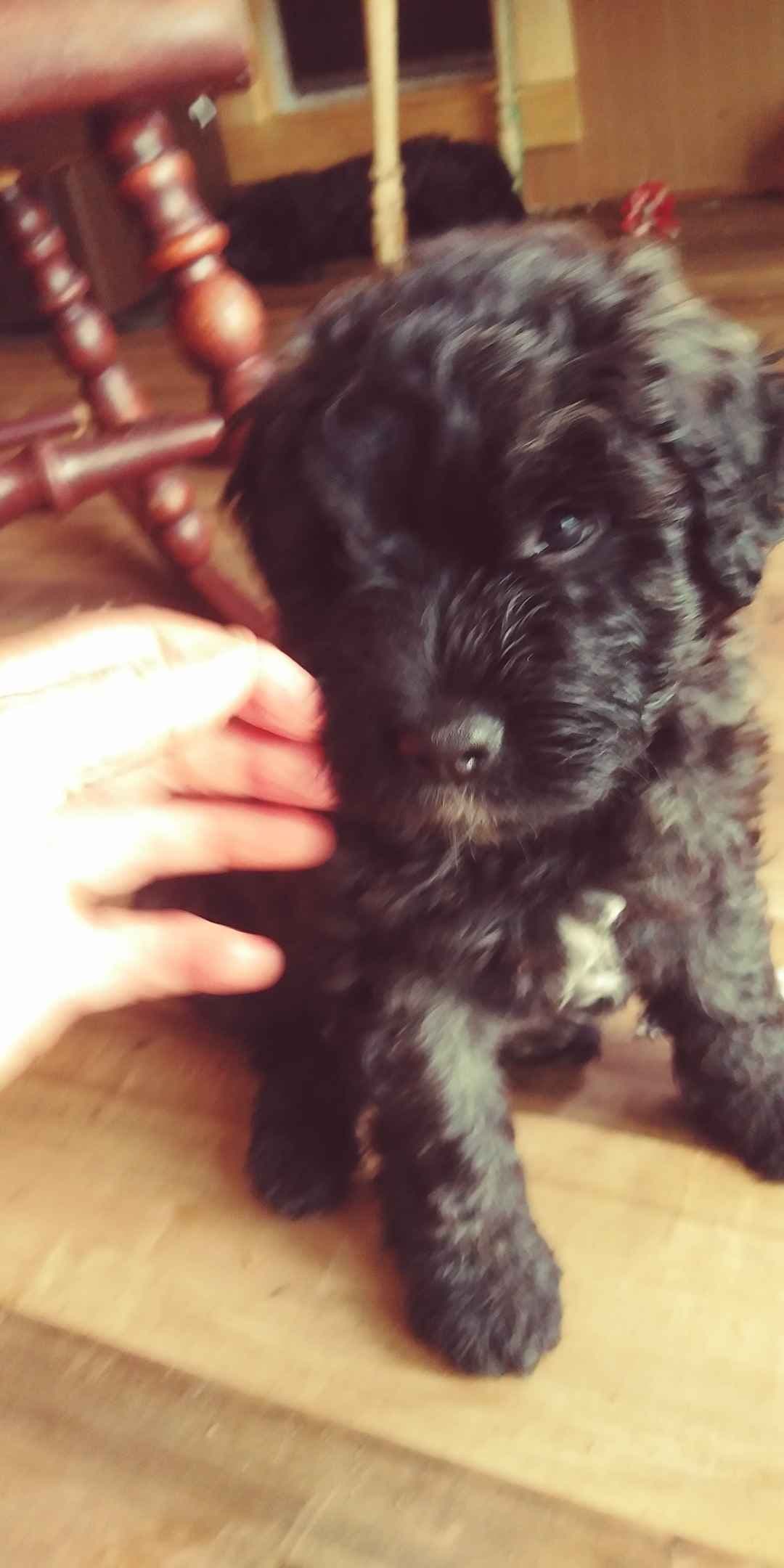 Bouvier des Flandres Puppies breeder image 4