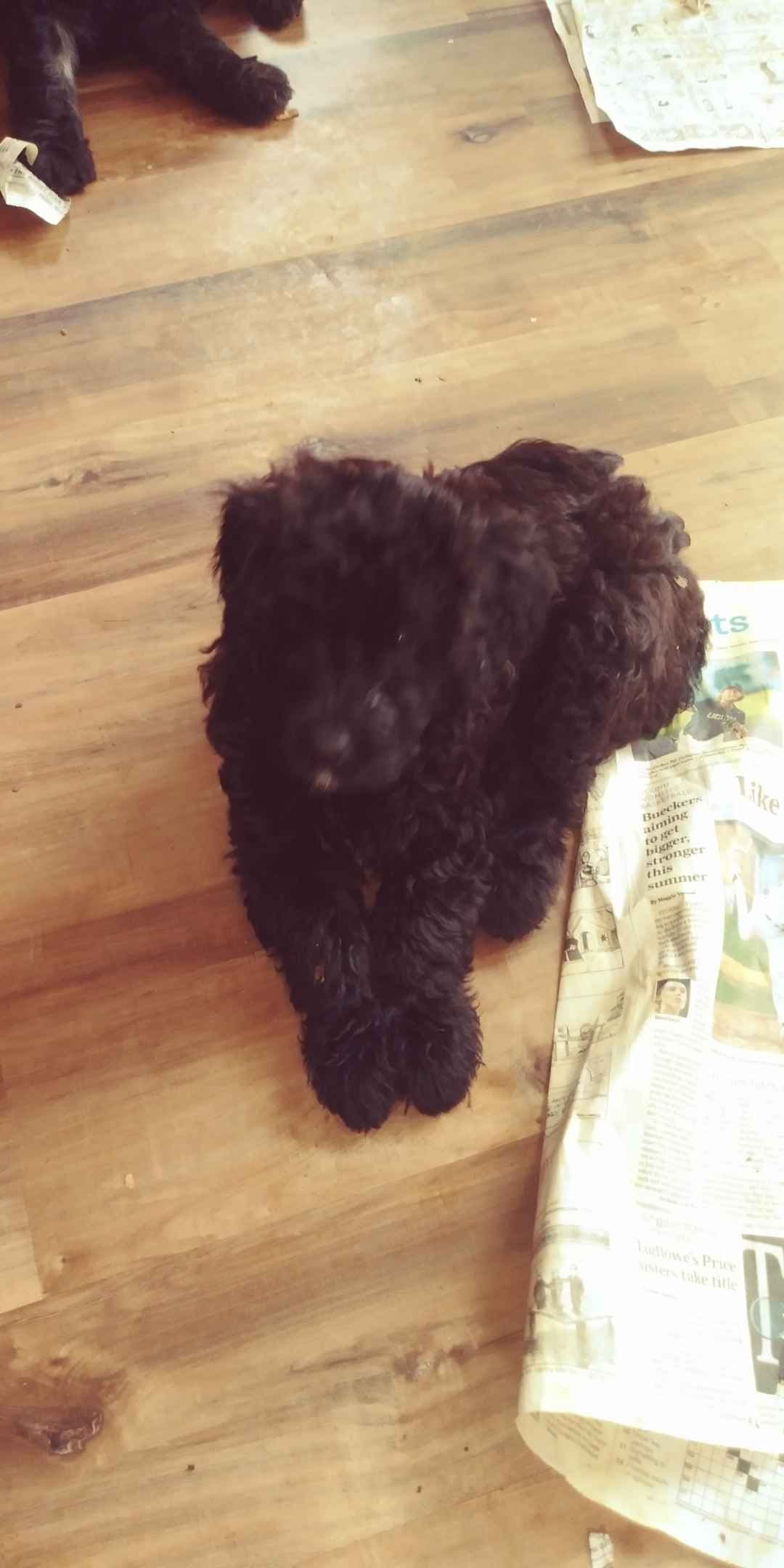 Bouvier des Flandres Puppies breeder image 6