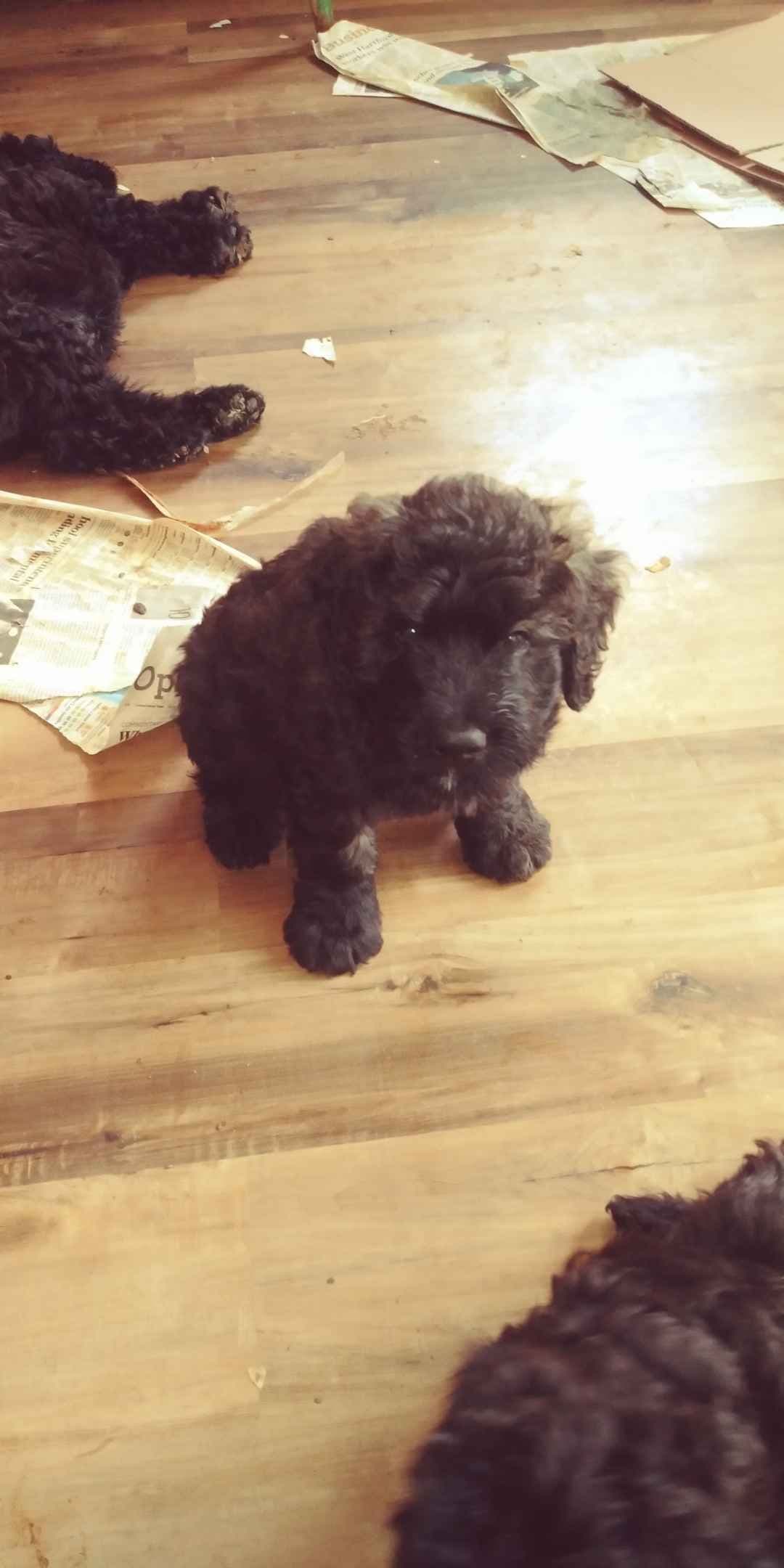 Bouvier des Flandres Puppies breeder image 7