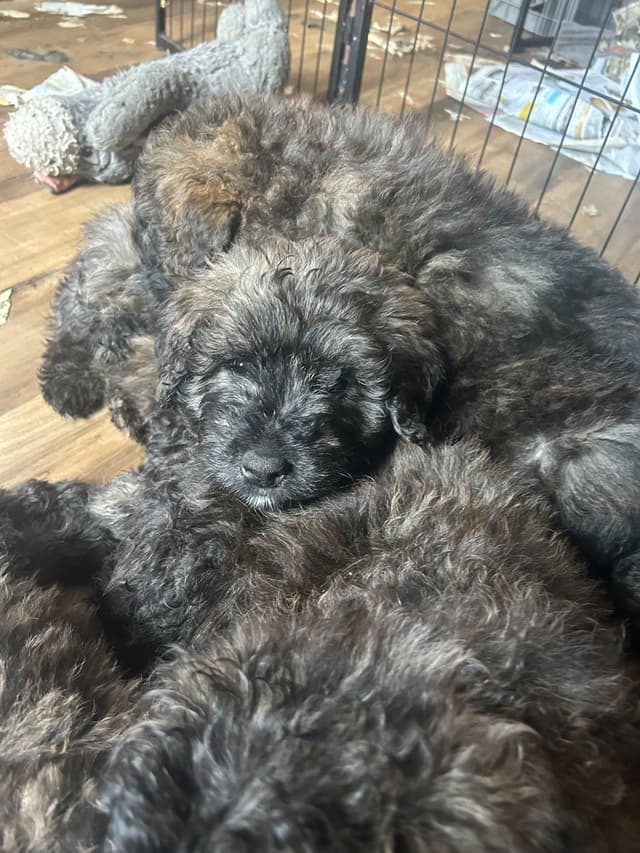 Bouvier des Flandres Puppies media 2