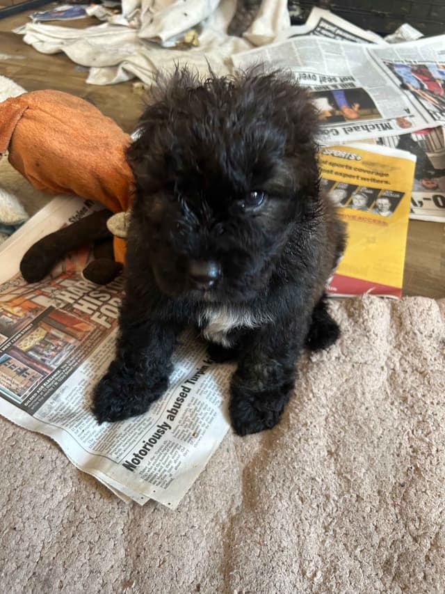 Bouvier des Flandres Puppies media 3