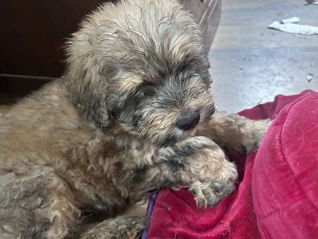 Bouvier des Flandres Puppies media 4