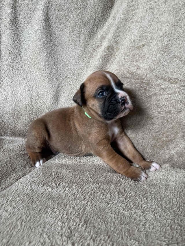 Male Boxer Puppies media 3