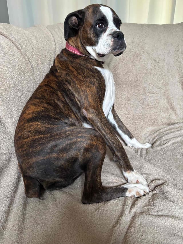 Male Boxer Puppies media 4
