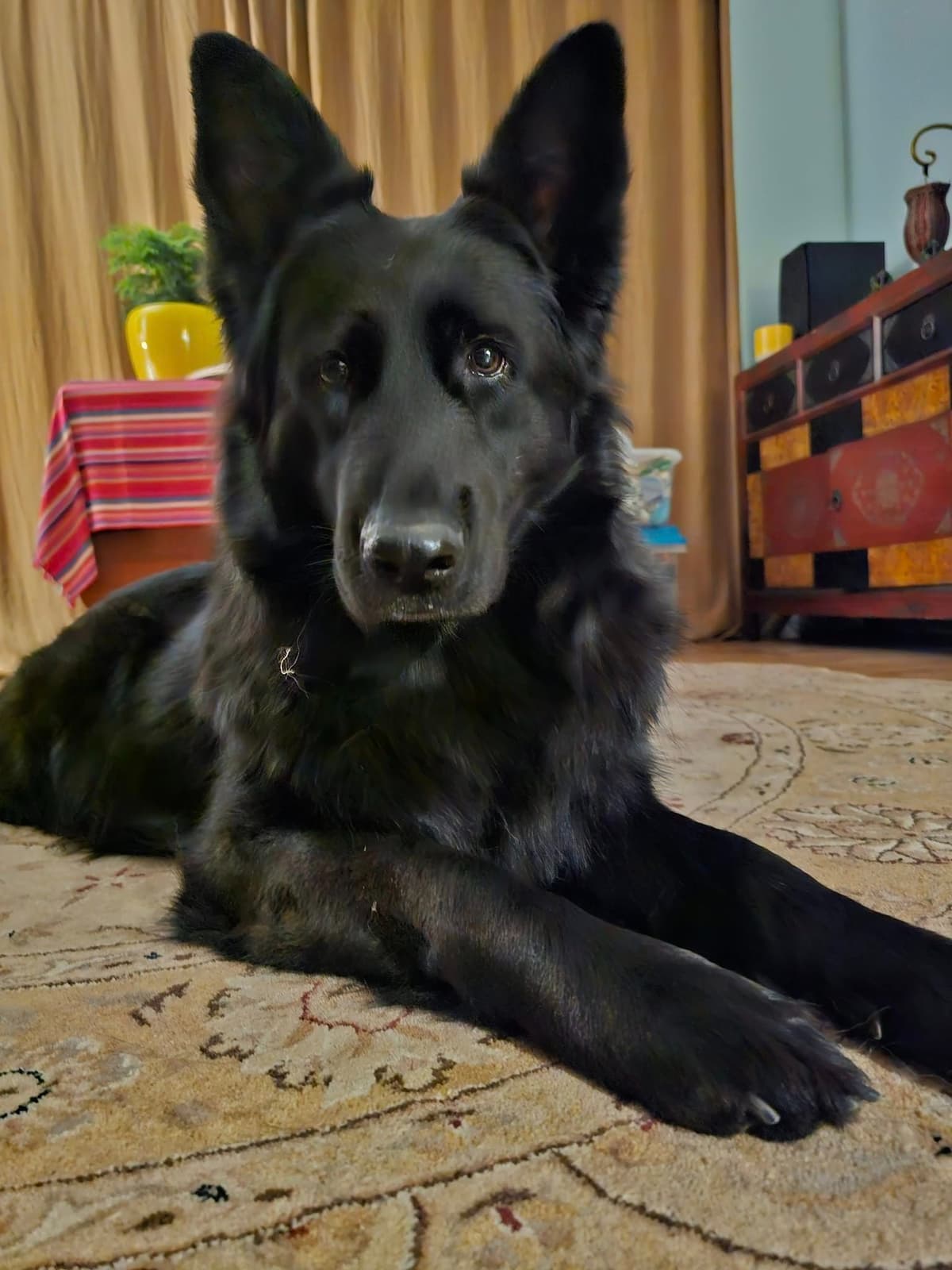 German Shepherd Longcoat Puppies Started for Connection & Real Life breeder image 2