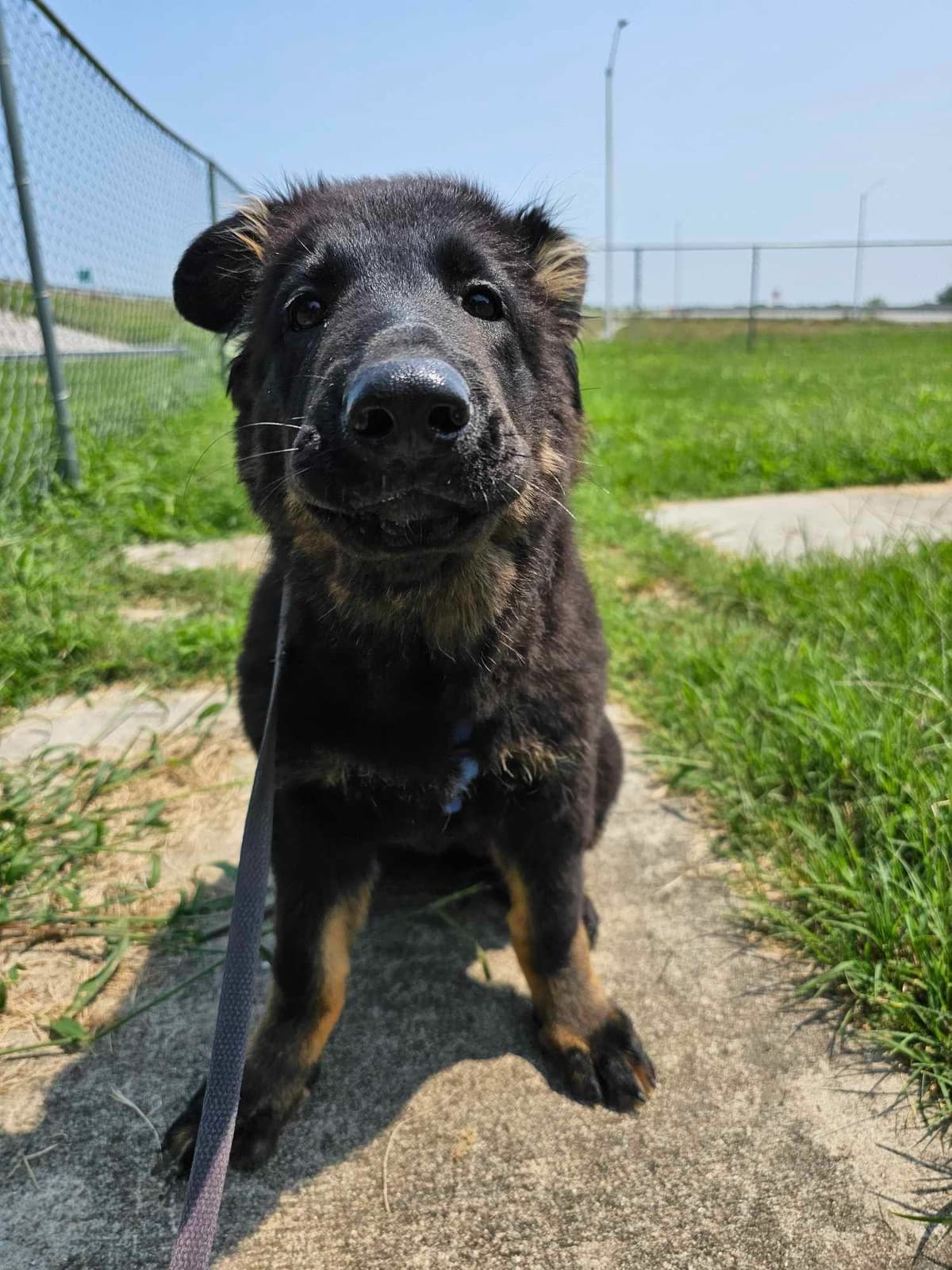 German Shepherd Longcoat Puppies Started for Connection & Real Life breeder image 3
