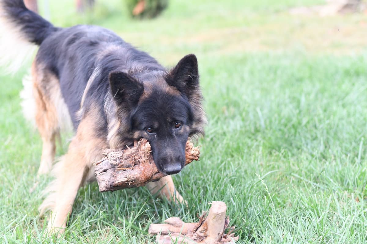 German Shepherd Longcoat Puppies Started for Connection & Real Life breeder image 6