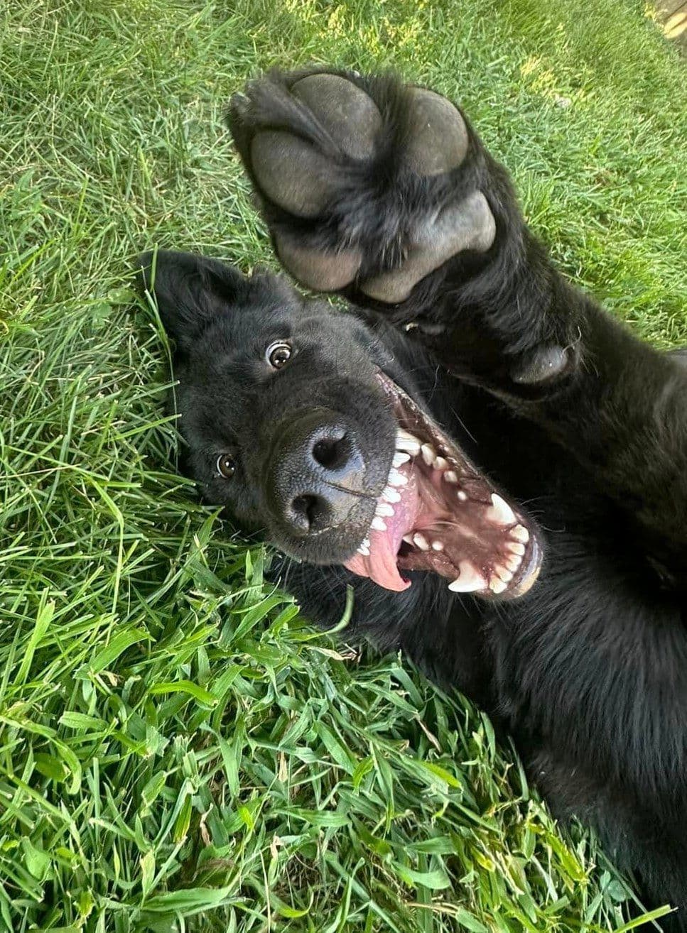 German Shepherd Longcoat Puppies Started for Connection & Real Life breeder image 8