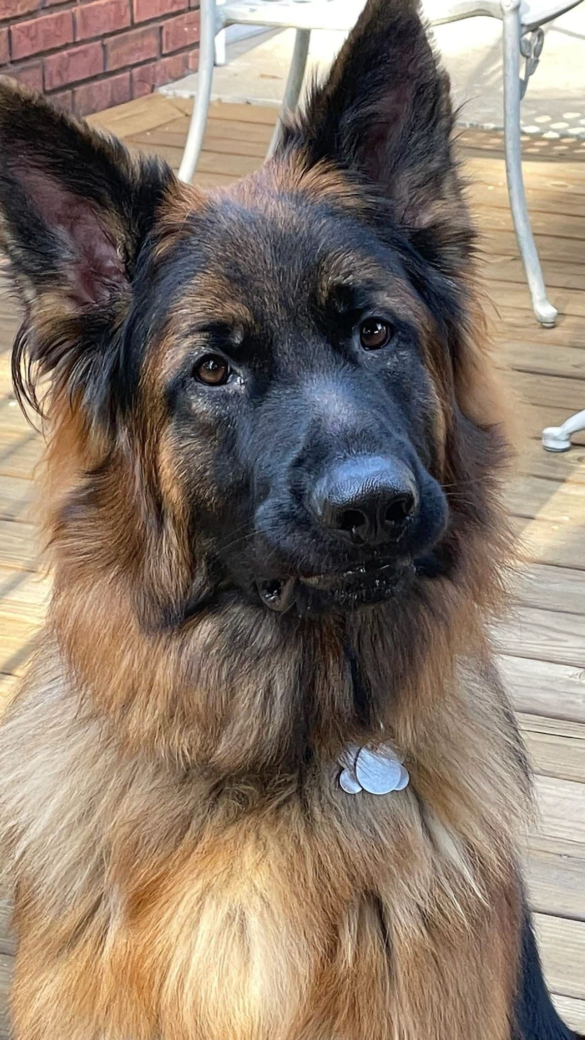 German Shepherd Longcoat Puppies Started for Connection & Real Life breeder image 9