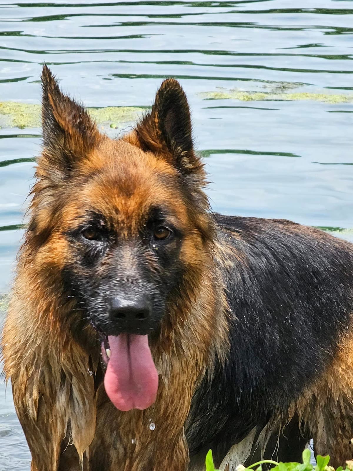 German Shepherd Longcoat Puppies Started for Connection & Real Life breeder image 10
