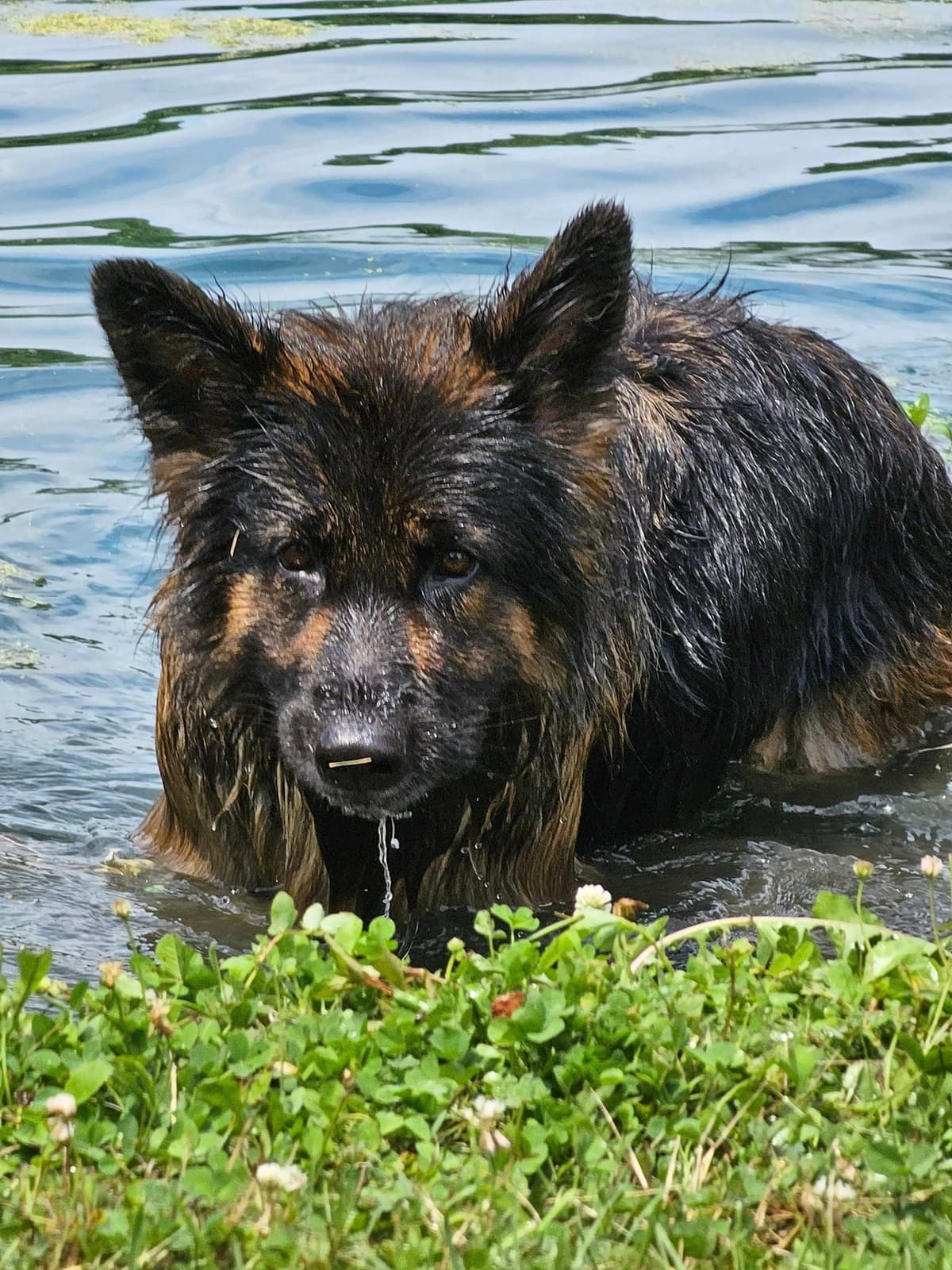 German Shepherd Longcoat Puppies Started for Connection & Real Life breeder image 15