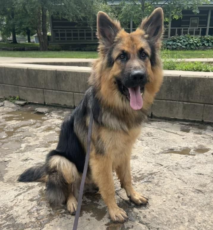 German Shepherd Longcoat Puppies Started for Connection & Real Life breeder image 12