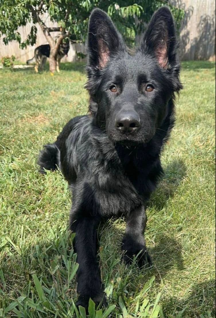 German Shepherd Longcoat Puppies Started for Connection & Real Life breeder image 14