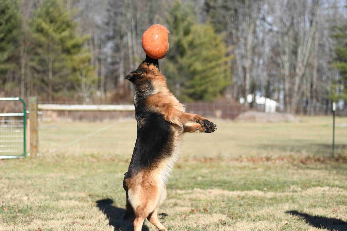 German Shepherd Longcoat Puppies Started for Connection & Real Life breeder image 16