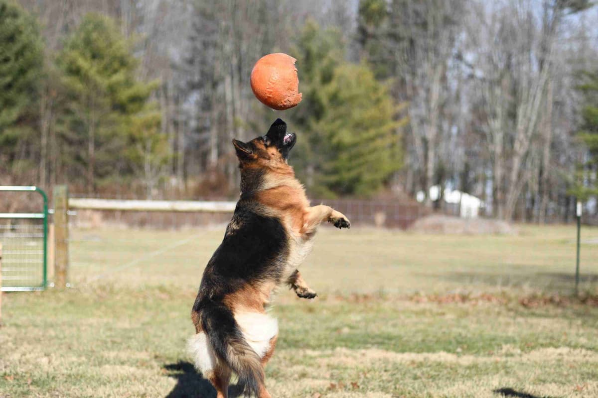 German Shepherd Longcoat Puppies Started for Connection & Real Life breeder image 1