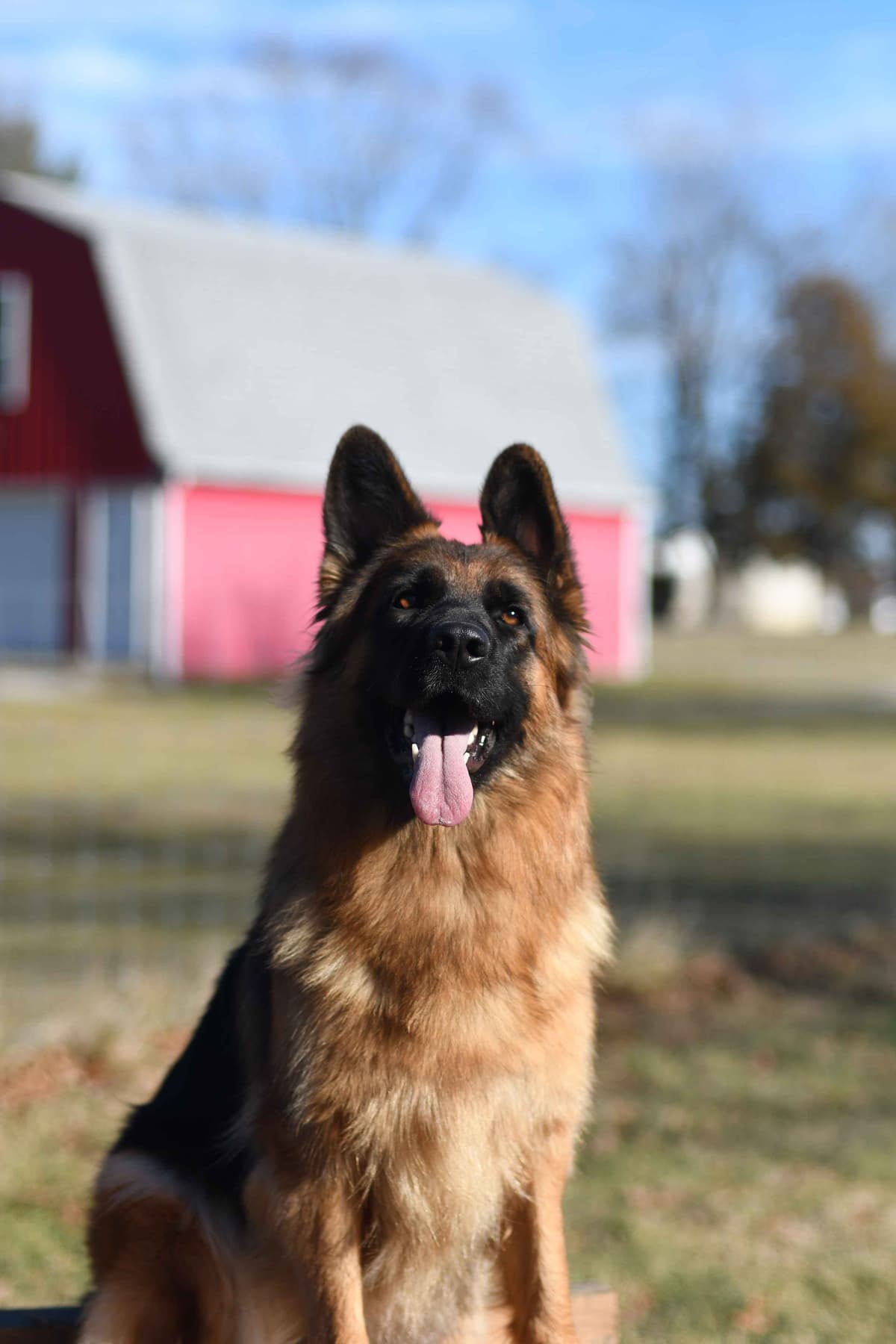 German Shepherd Longcoat Puppies Started for Connection & Real Life breeder image 17