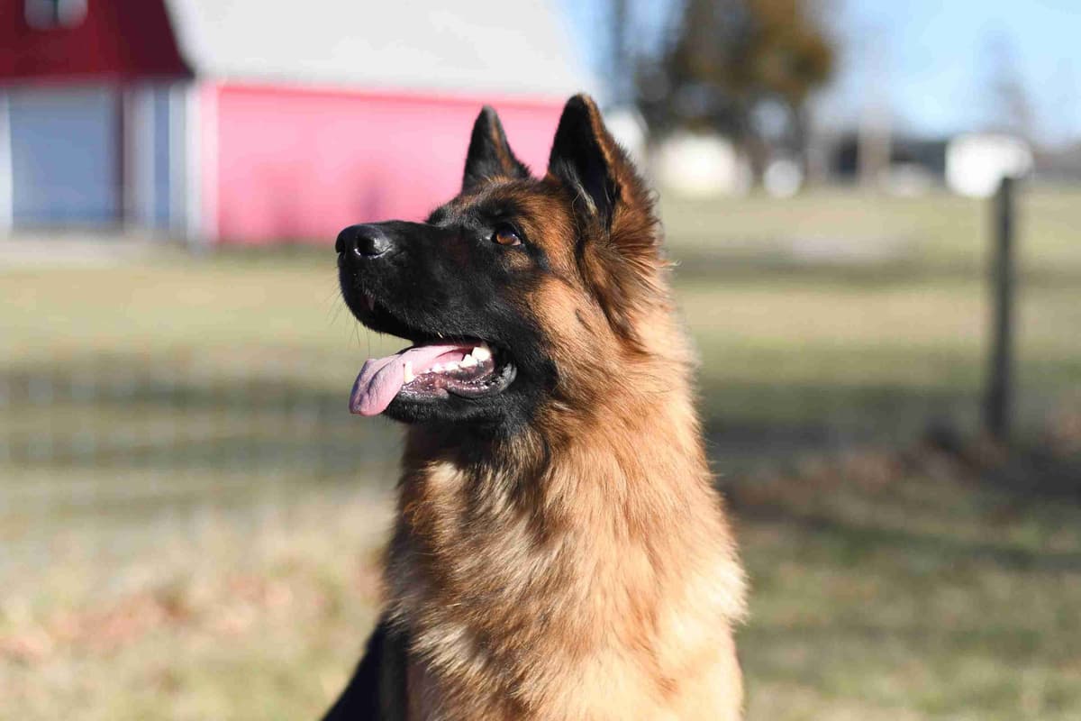 German Shepherd Longcoat Puppies Started for Connection & Real Life breeder image 19