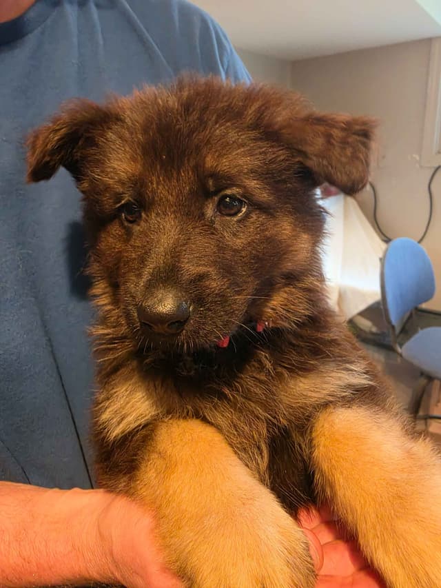 German Shepherd Longcoat Puppies Started for Connection & Real Life media 2