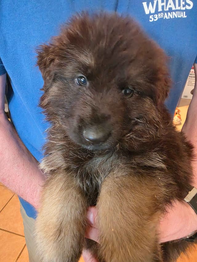 German Shepherd Longcoat Puppies Started for Connection & Real Life media 3