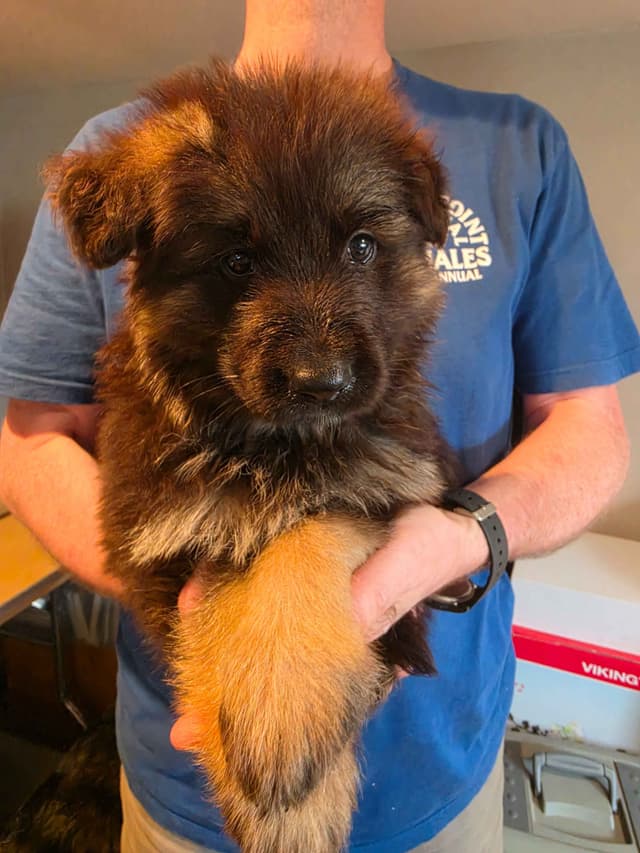 German Shepherd Longcoat Puppies Started for Connection & Real Life media 4