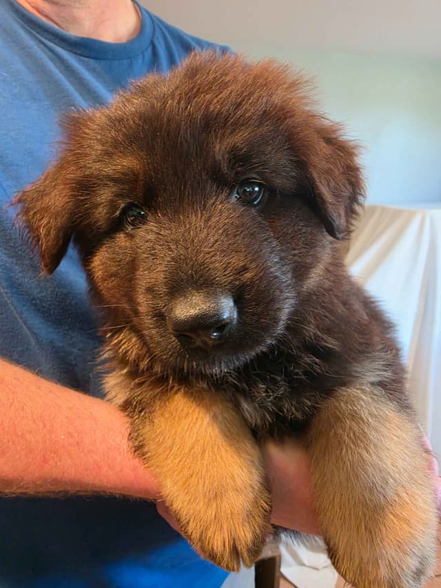 German Shepherd Longcoat Puppies Started for Connection & Real Life media 7