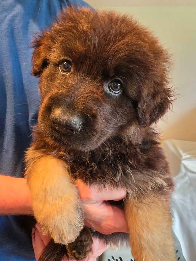 German Shepherd Longcoat Puppies Started for Connection & Real Life media 8