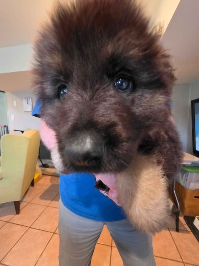 German Shepherd Longcoat Puppies Started for Connection & Real Life media 9