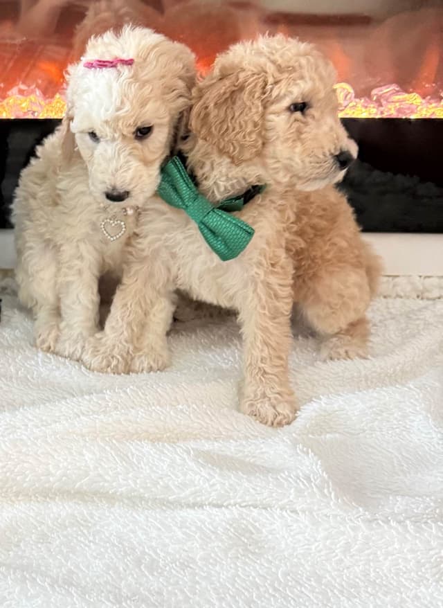 Poodle Puppies media 2