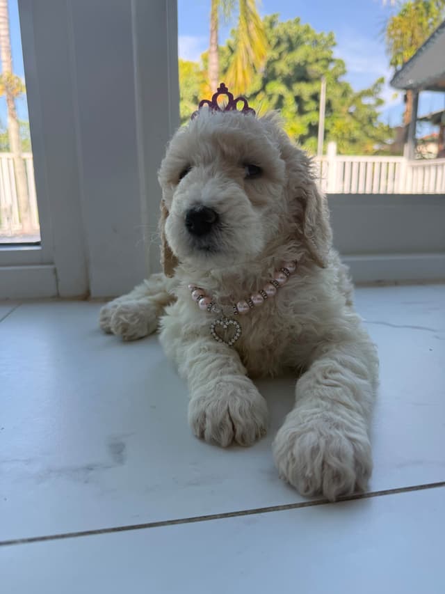 Poodle Puppies media 4
