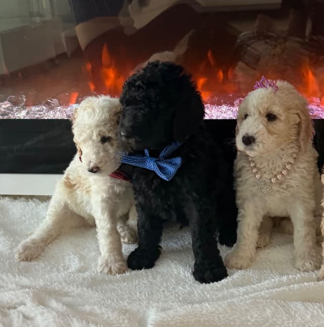 Poodle Puppies media 3